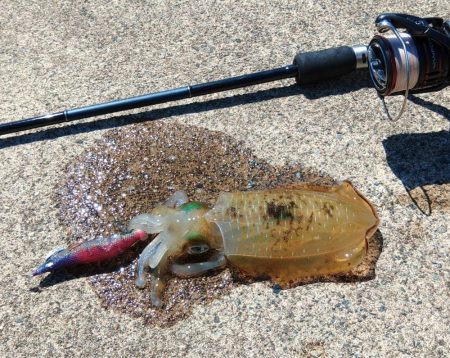 エギング秋シーズン開幕！